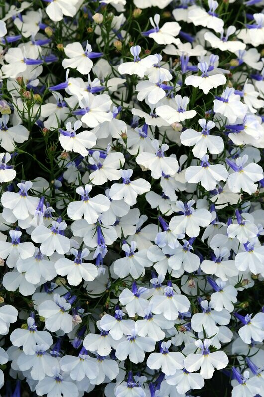 Lobelia Early Springs White