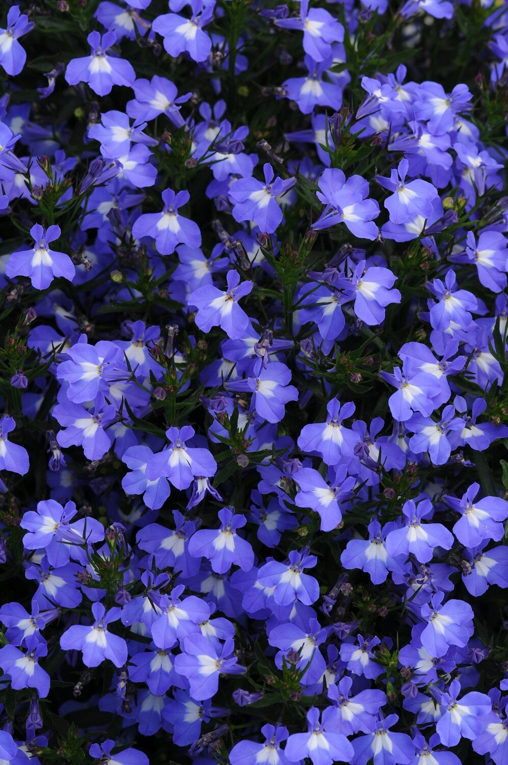 Lobelia Early Springs Blue Sky