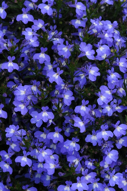Lobelia Early Springs Blue Sky