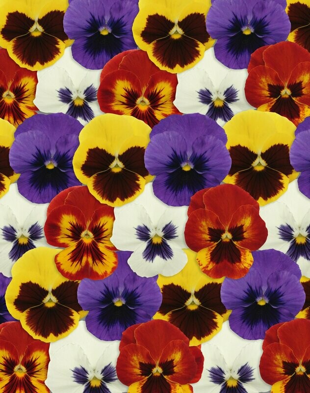 Pansy Panola XP Mix