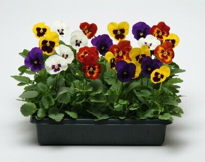 Pansy