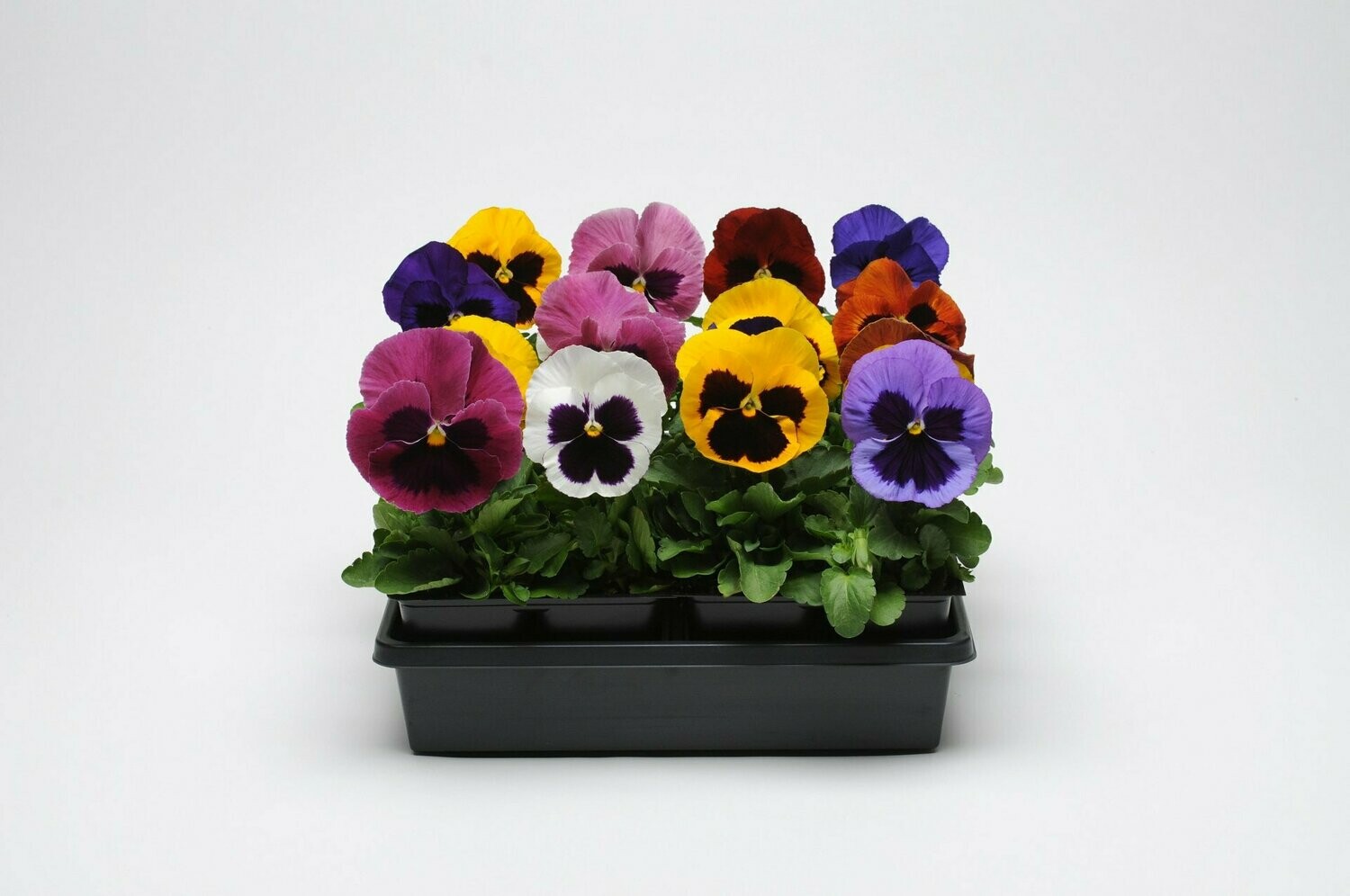 Pansy Matrix Mix with  Blotch