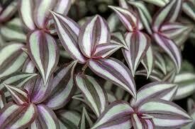 Wandering Jew