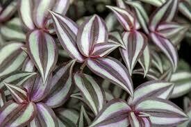 Wandering Jew Red and Silver