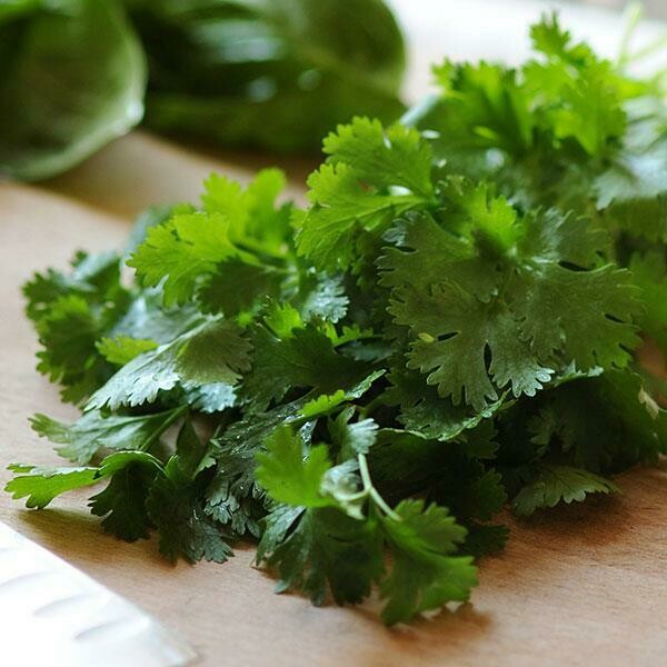 Cilantro Santo