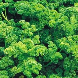Triple Curled Parsley
