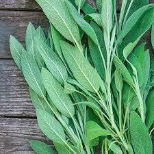 Sage