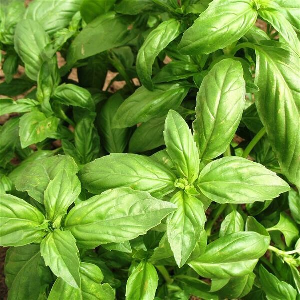 Sweet Basil Genovese