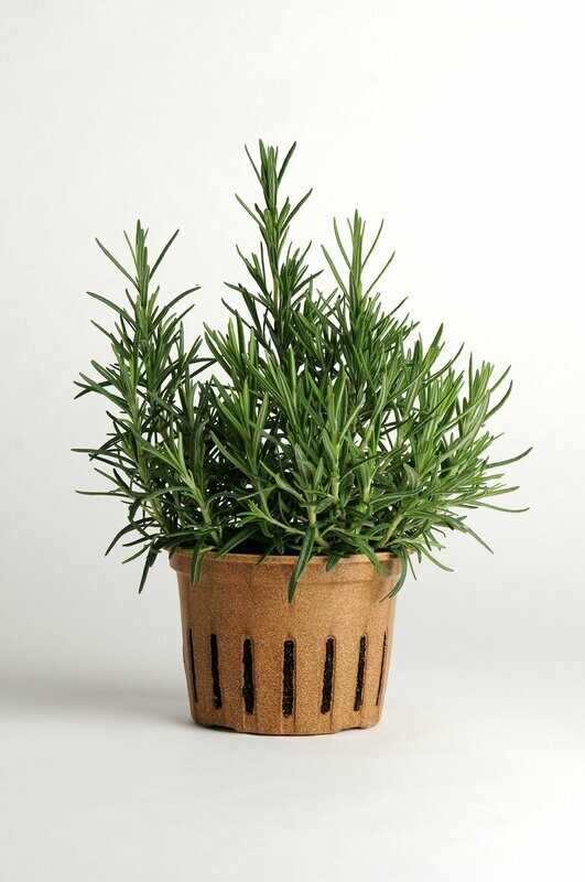 Rosemary