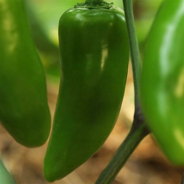 Pepper Jalapeno