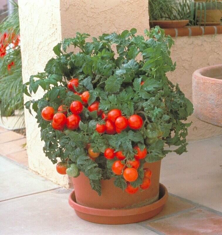 Tomato Patio Prize