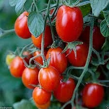 Tomato Red Grape