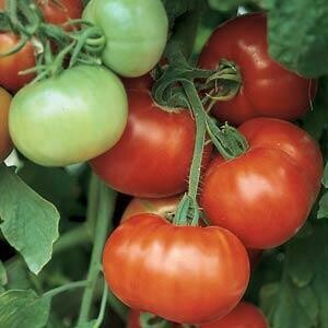 Tomato Super Fantastic