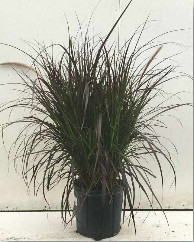 Fountain  Grass