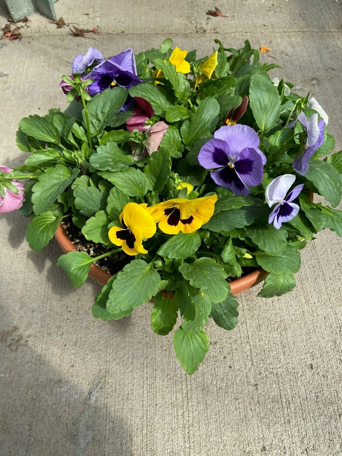 Mixed Pansy Bowls