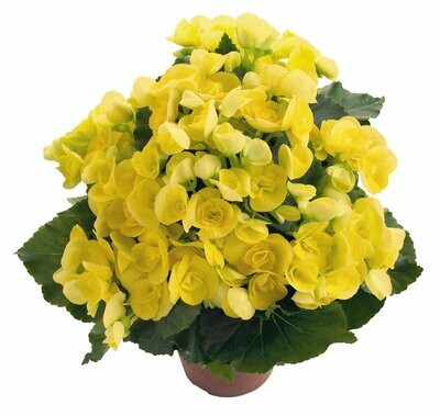 Reiger Begonia