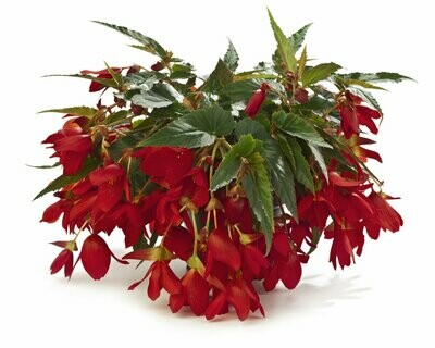 Trailing Begonia