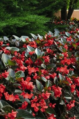 Upright Begonia