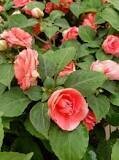 Double Impatiens Fiesta Salmon Pot
