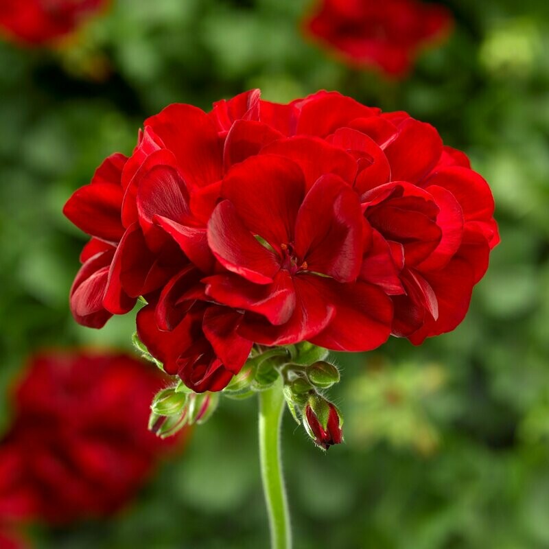 Geranium Calliope Dark Red Basket