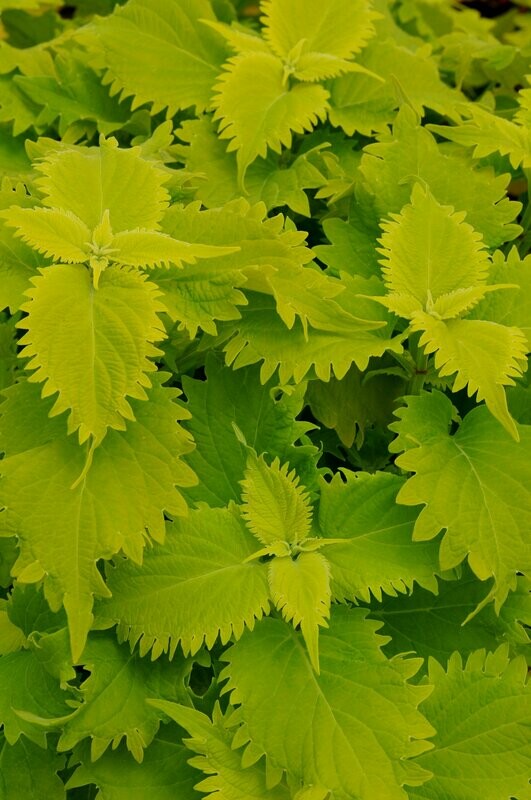Coleus Wasabi
