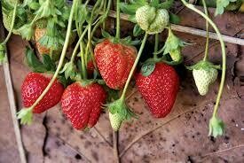 Strawberries June bearing