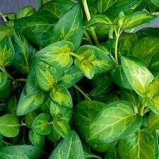 Vinca Vine Dark Green