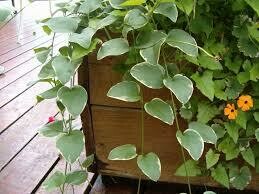 Vinca Vine Variegated