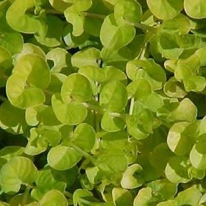 Lysimachia