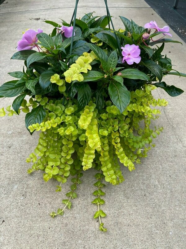 New Guinea Super Sonic Lavender with Lysimachia