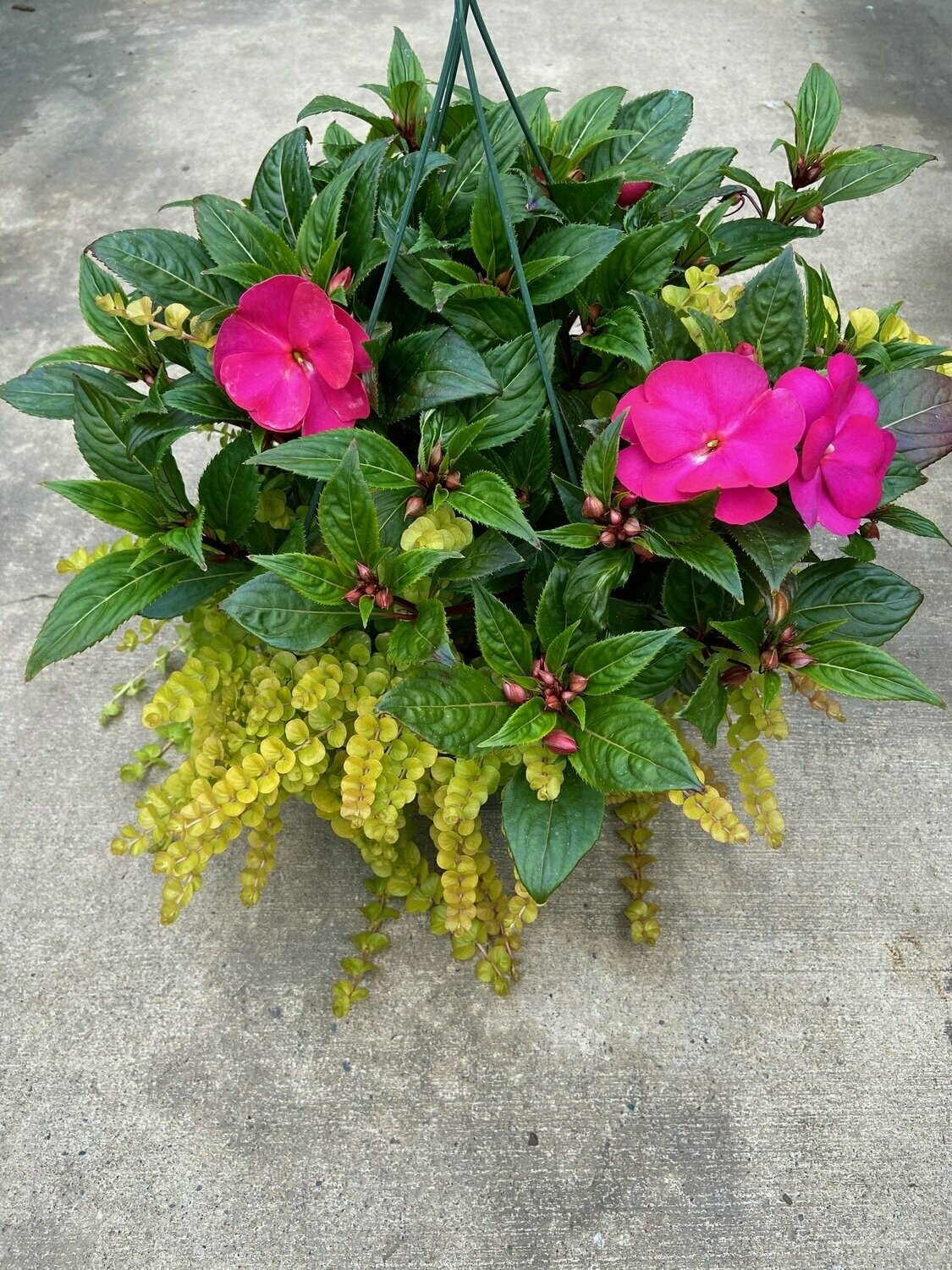 New Guinea Super Sonic Hot Pink with Lysimachia