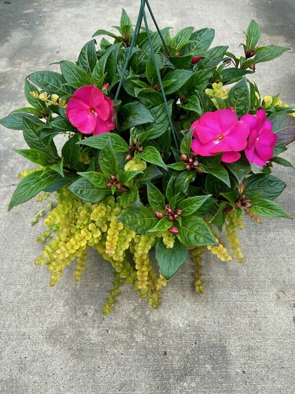 New Guinea Super Sonic Hot Pink with Lysimachia