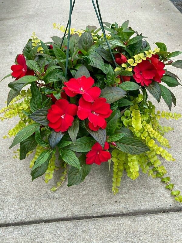 New Guinea Super Sonic Red with Lysimachia