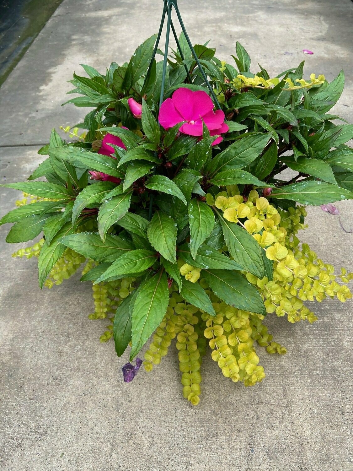 New Guinea Super Sonic Purple with Lysimachia