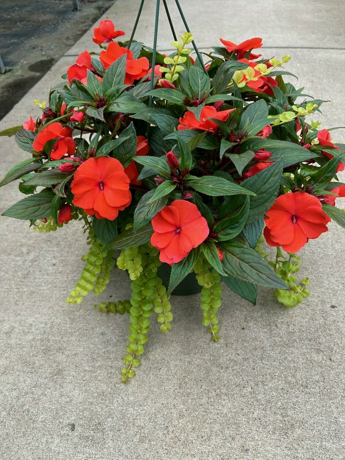 New Guinea Super Sonic Dark Salmon with Lysimachia