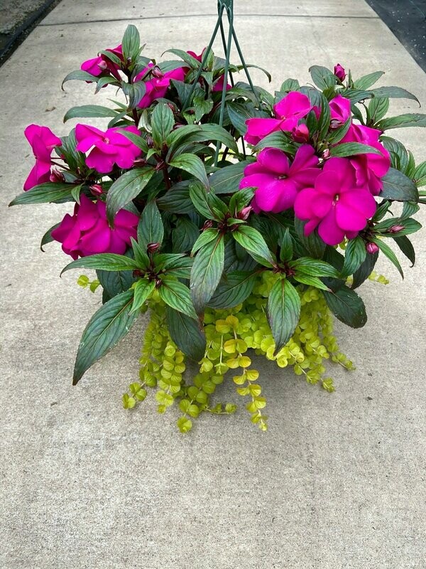 New Guinea Super Sonic Lilac with Lysimachia