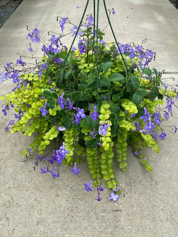 Streptocarpella Basket with Lysimachia