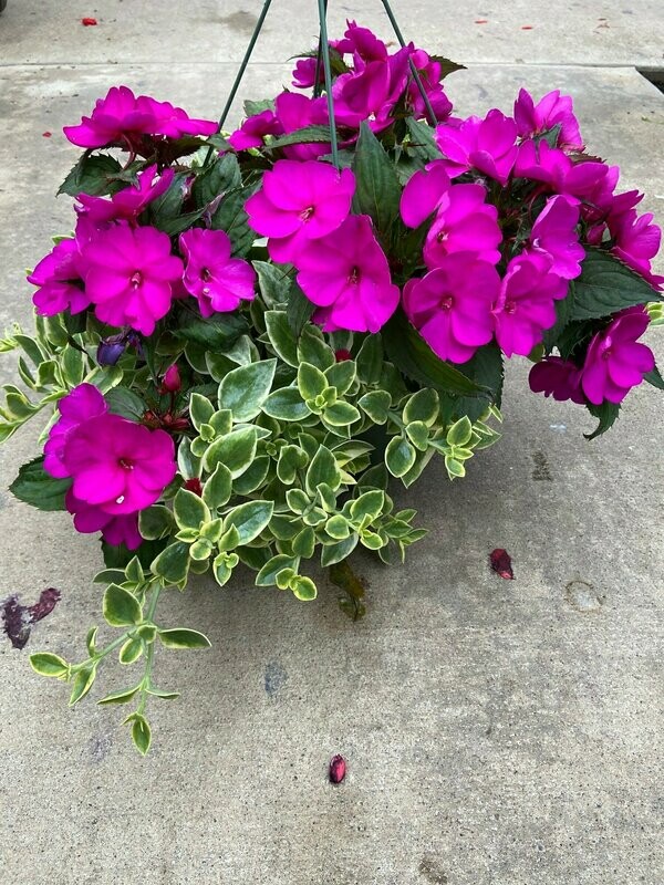 Purple Sunpatiens with Mezoo Vine
