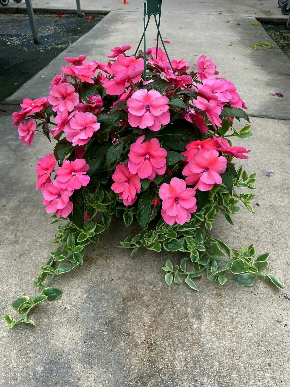 Pink Sunpatiens with Mezoo Vine