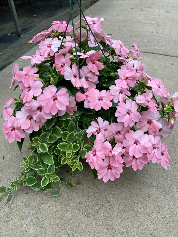 Pink Kiss Sunpatiens with Mezoo Vine