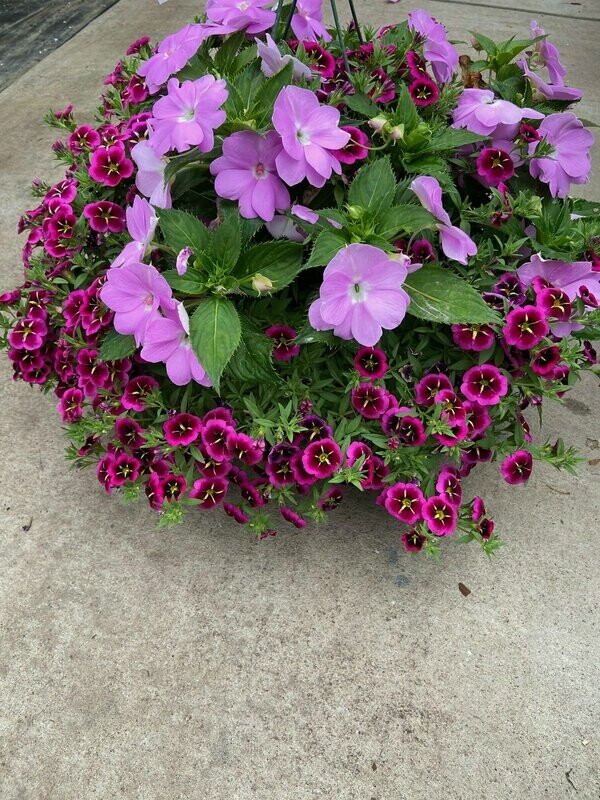 Orchid Sunpatiens  With Goodnight Kiss Calibrachoa