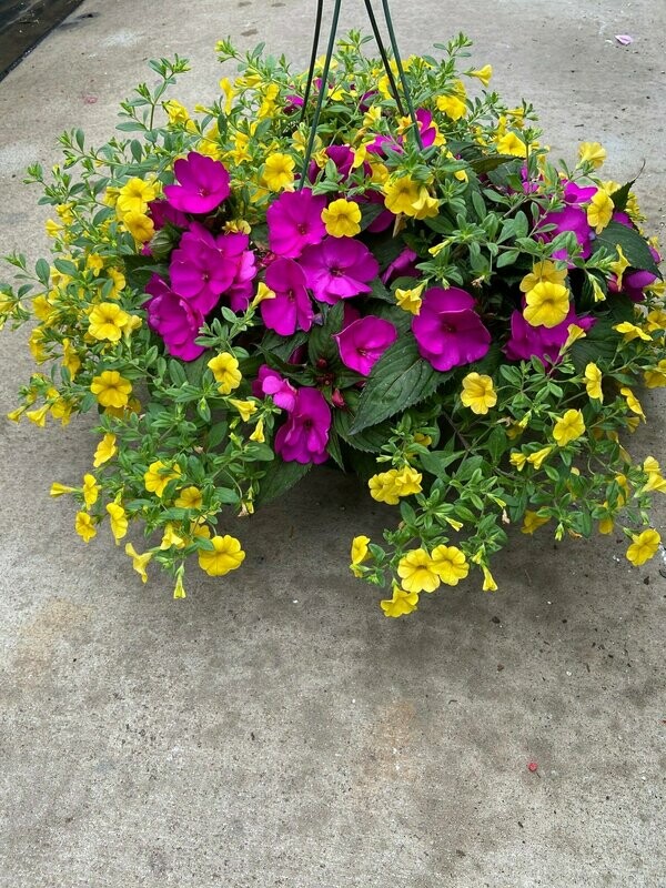 Purple Sunpatiens  With Deep Yellow Calibrachoa
