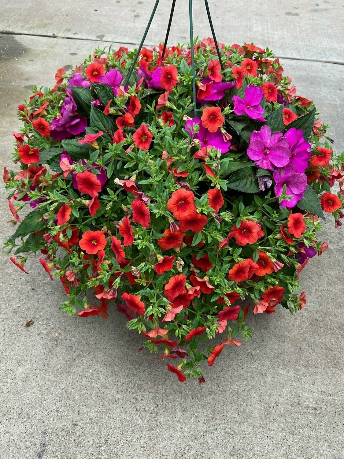 Purple Sunpatiens  With Orange Calibrachoa