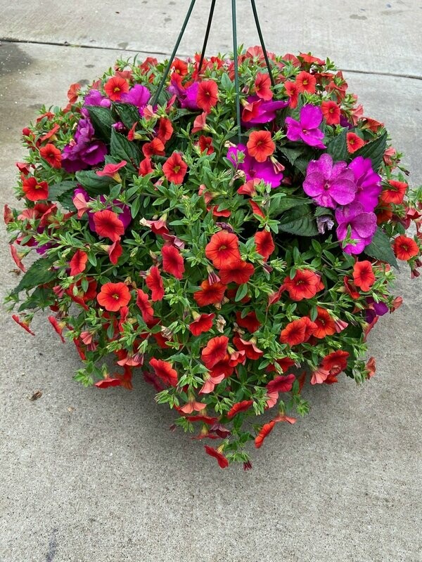 Purple Sunpatiens  With Orange Calibrachoa