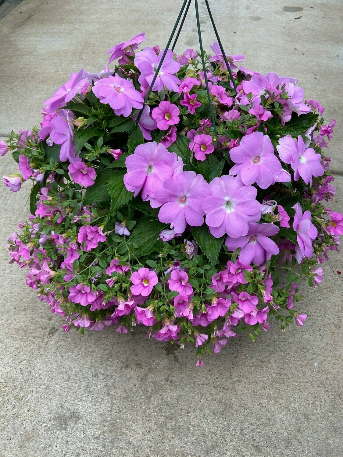 Orchid Sunpatiens With Light Pink Calibrachoa