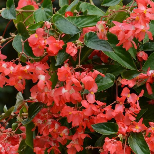 Dragon Wing Begonia  Red Pot
