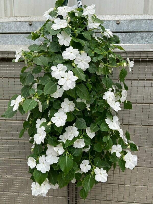 Impatiens Beacon White Bag