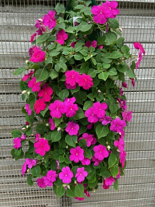 Impatiens Beacon Violet Shades Bag