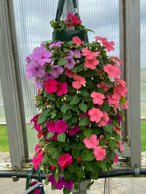 Impatiens Super Elfin Paradise Mix Bag