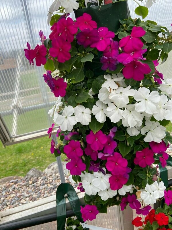 Violet and White Impatiens Bag